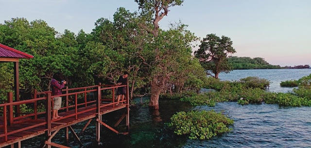 Mangrove Rewataa
