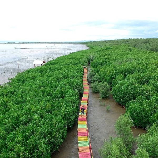 mangrove lantebung