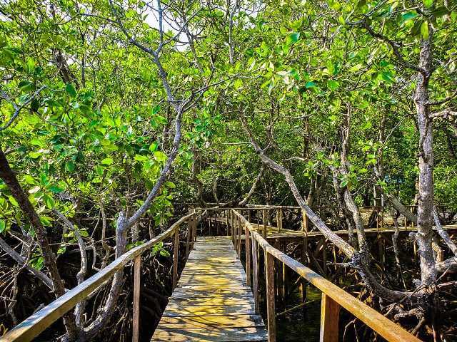 Hutan Mangrove Lirang