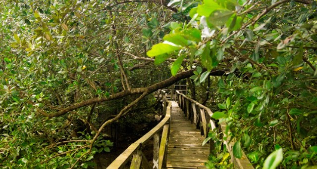 Hutan Mangrove Balikpapan 