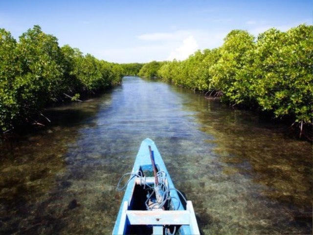 Mangrove Luppung Manyampa Bulukumba