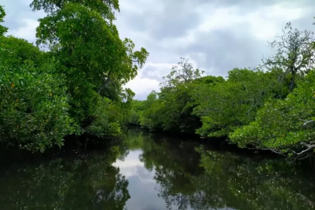 hutan mangrove Pulau Binongko